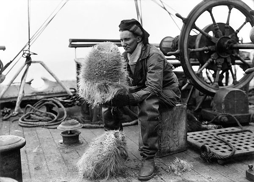 Dennis Lillie examinando una gran esponja vitrea (Hexactinellida) capturada por los marineros en 1911. Herbert Ponting