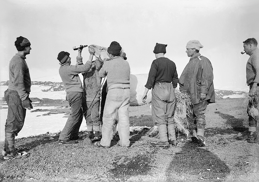 Dando whisky a un caballo después de que quedara atrapado en un bloque de hielo, 8 de febrero de 1911. Herbert Ponting