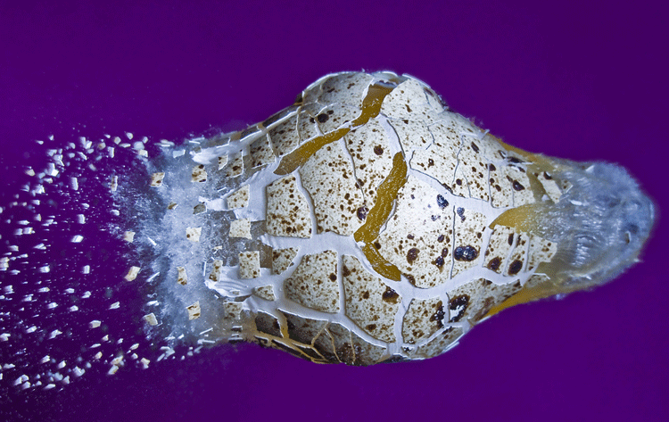 Huevo de codorniz Alan Sailer