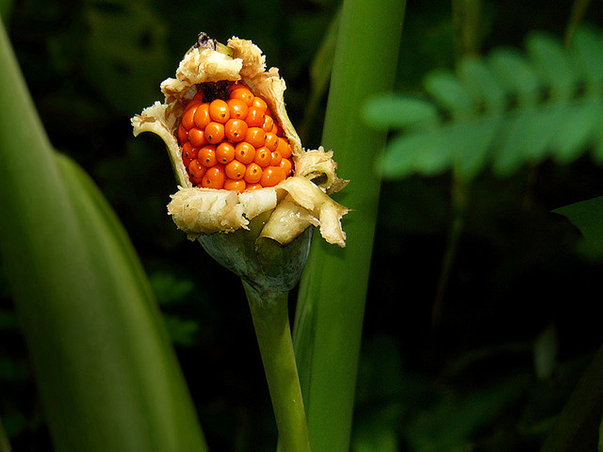 Alocasia odora. Ben The Man