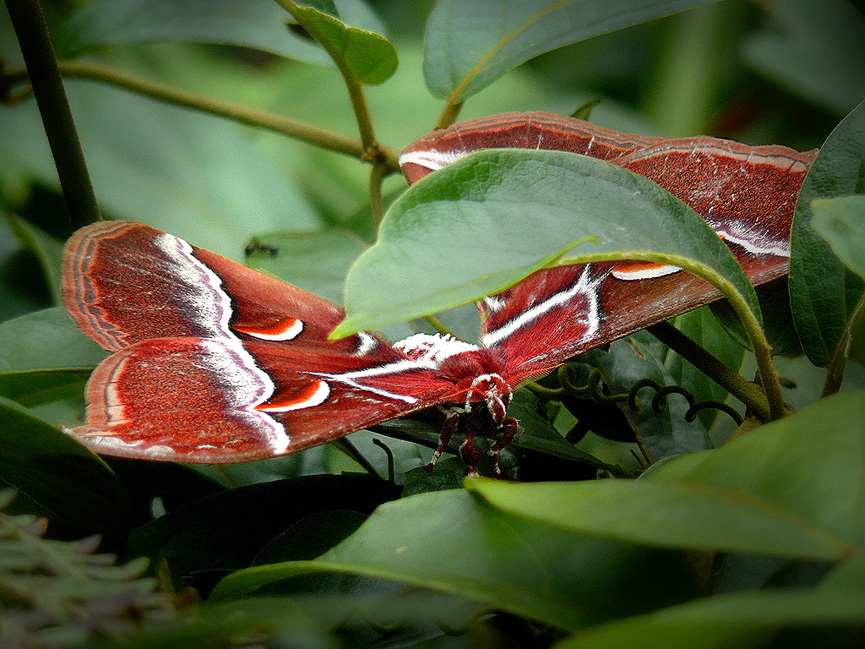 Mariposa Atlas. Ben The Man
