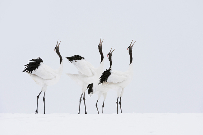 Grupo de grullas, en Japón. Marsel van Oosten
