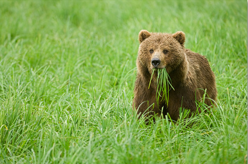 A cow in disguise, Alaska. Marsel van Oosten