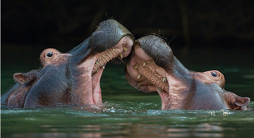 Dos hipopótamos midiendo sus fuerzas en Zambia. Marsel van Oosten