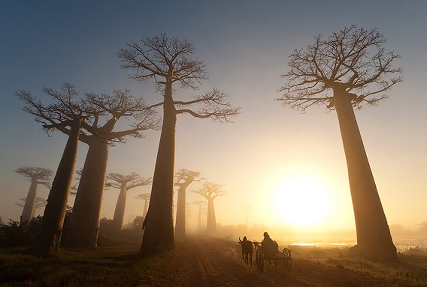 Baobabs de Madagascar. Marsel van Oosten
