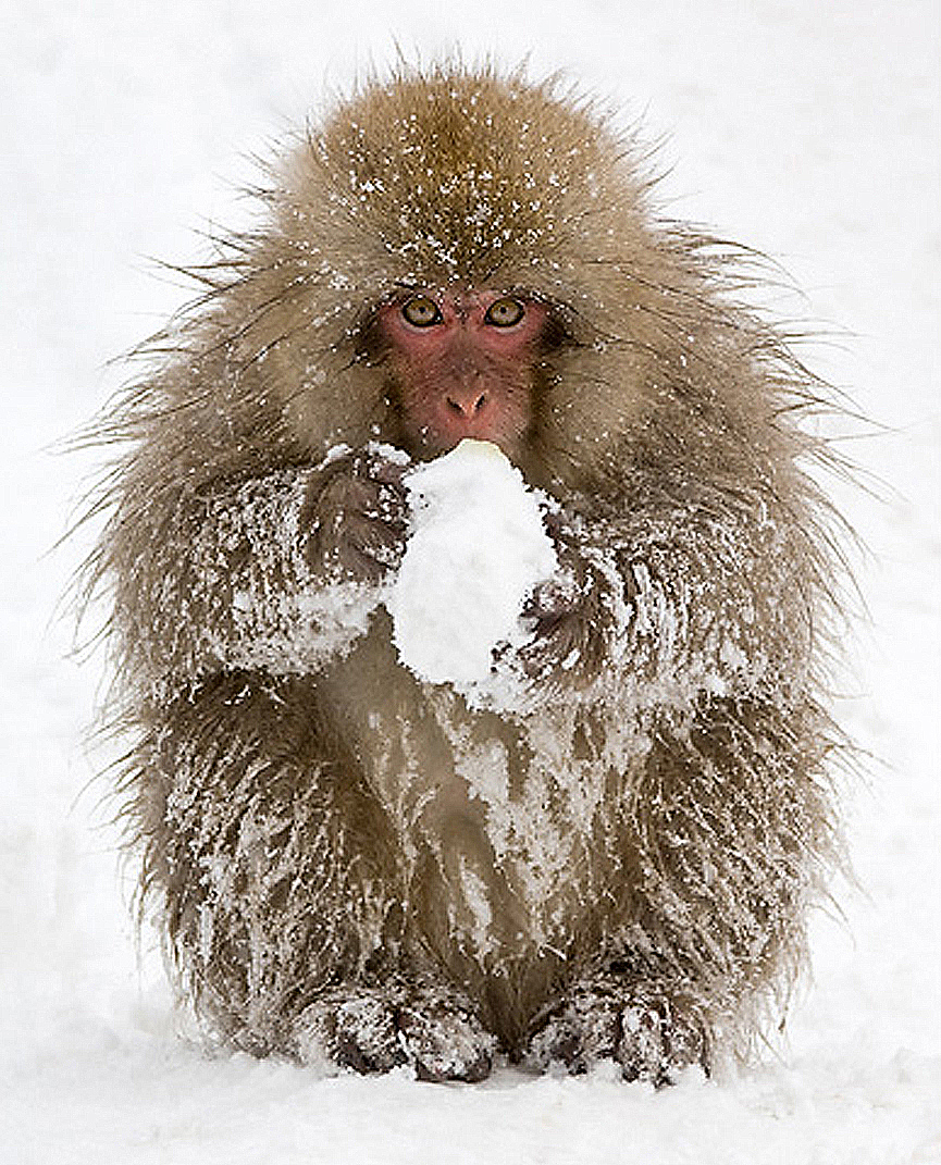 Parece tener turbias intenciones con la bola de nieve. Marsel van Oosten