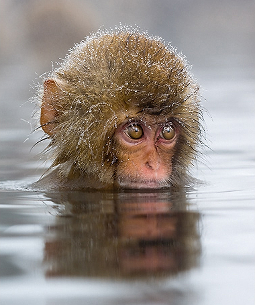 Diamond Head. Marsel van Oosten