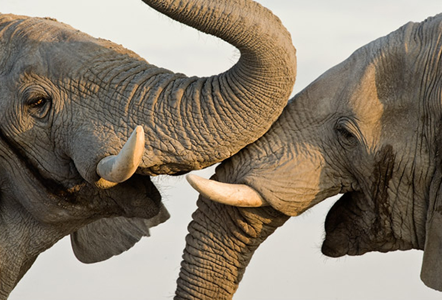 Saludos de elefantes. Marsel van Oosten