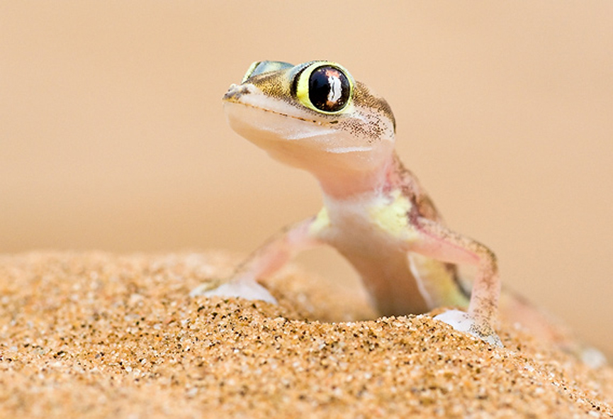 Lagarto gecko en la arena de Namibia. Marsel van Oosten