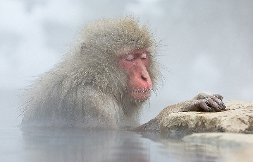 Disfrutando de las aguas termales. Marsel van Oosten