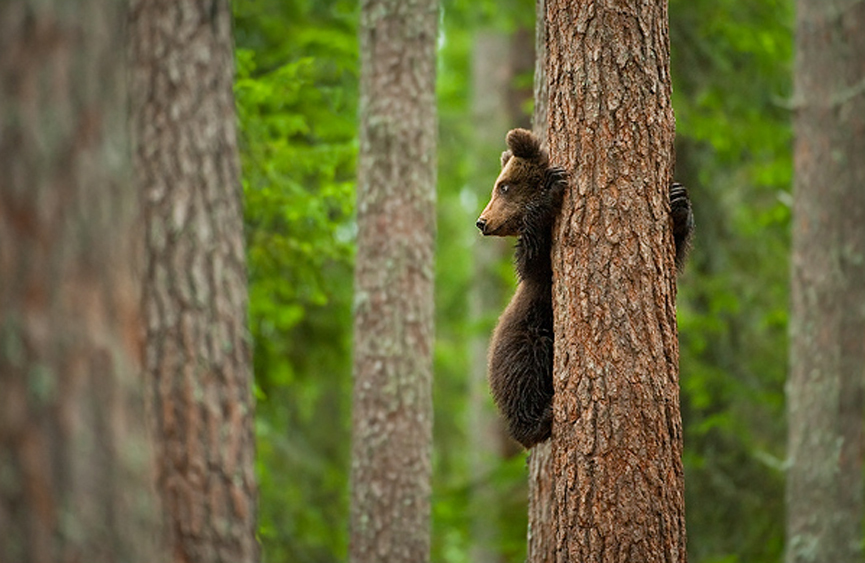 Subido a un arbol. Marsel van Oosten