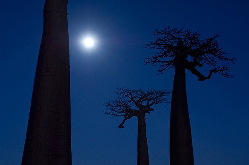 Foto tomada una noche de luna llena, en Madagascar. Marsel van Oosten