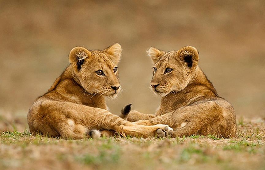 Cachorros de león. Marsel van Oosten