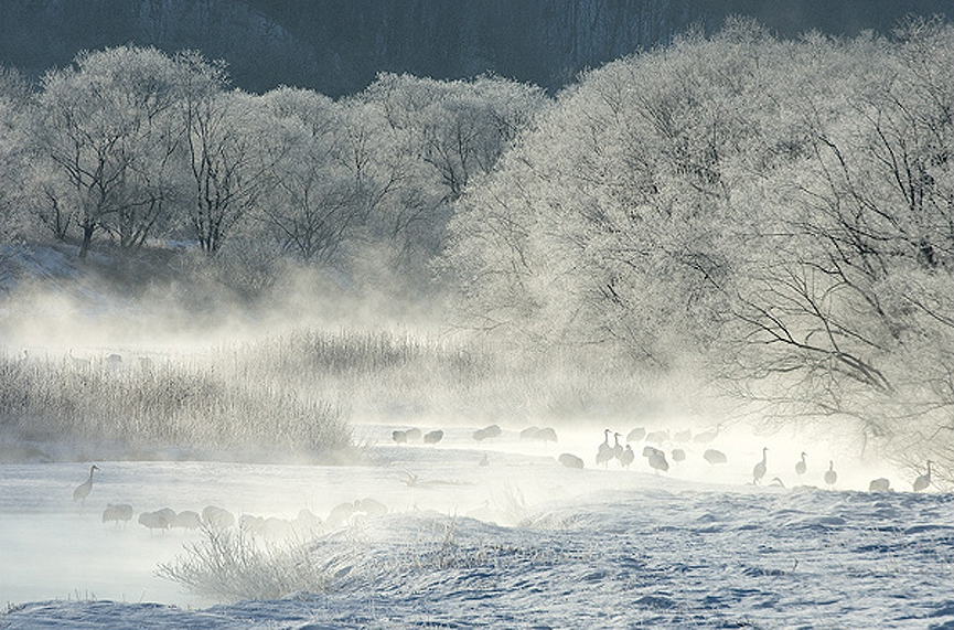 Una mañana de niebla en Hokkaido. Marsel van Oosten