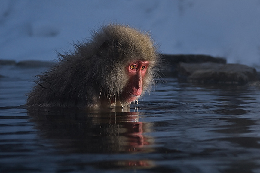 Introspección. Marsel van Oosten