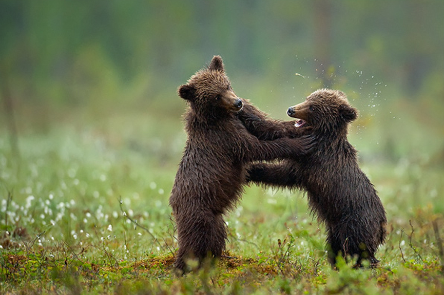 Dos oseznos jugando a orillas del pantano. Marsel van Oosten