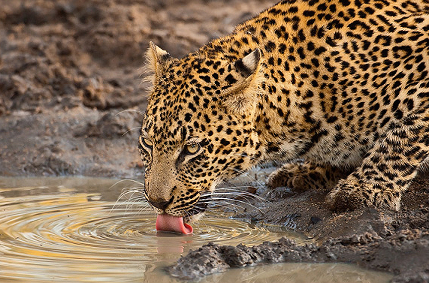 Leopardo bebiendo de una charca en África. Marsel van Oosten