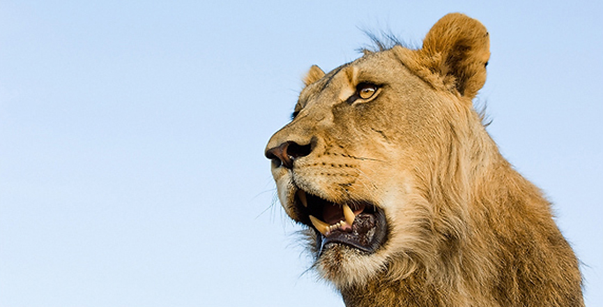 Una perspectiva difícil de conseguir. Marsel van Oosten