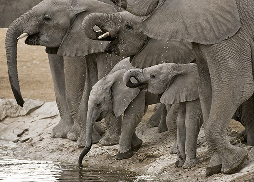 Manada de elefantes bebiendo en Namibia. Marsel van Oosten