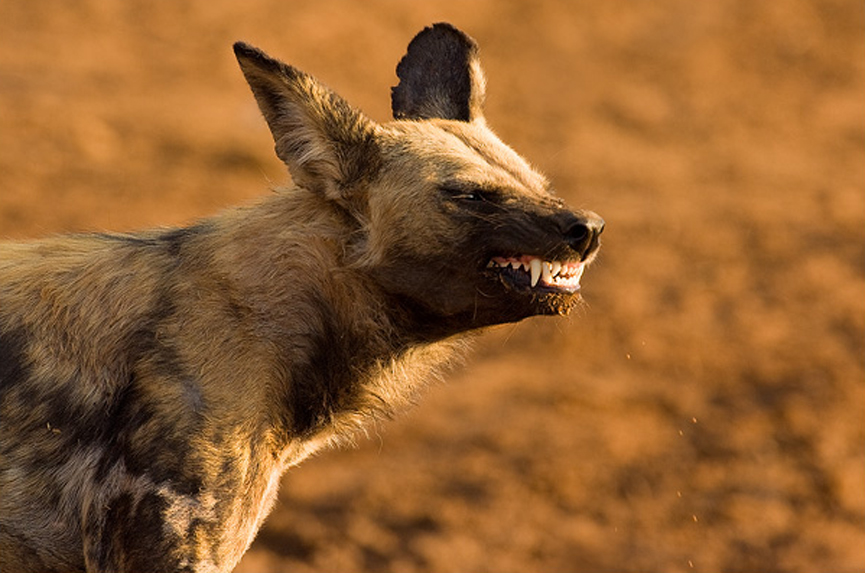 Perro salvaje africano. Marsel van Oosten
