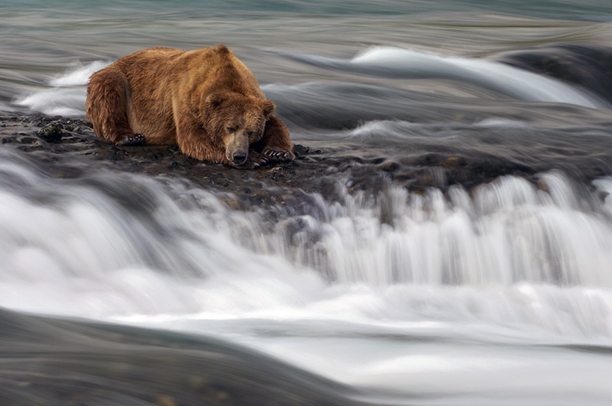 Oso durmiendo la siesta, en Alaska. Marsel van Oosten
