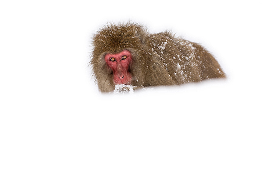Macaco japonés cavando en la nieve. Marsel van Oosten