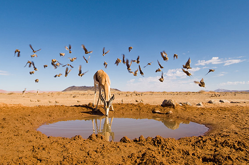 Gacela africana bebiendo. Marsel van Oosten