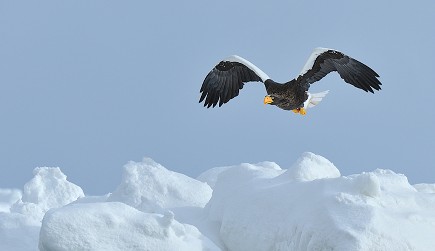 Aguila marina Steller. Marsel van Oosten