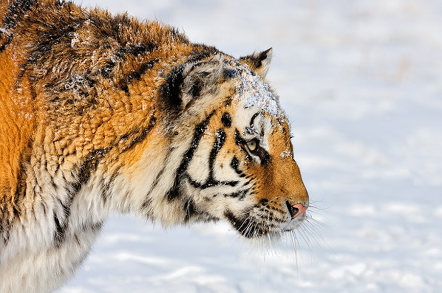 Tigre siberiano, China. Marsel van Oosten