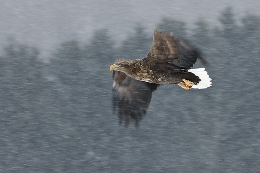 Águila de cola blanca en una tormenta de nieve, Japón. Marsel van Oosten