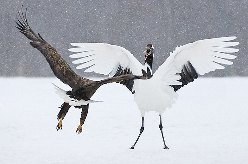 Wing span contest. Marsel van Oosten