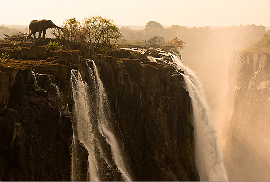 Elefante alimentándose al borde de las Cataratas Victoria. Marsel van Oosten