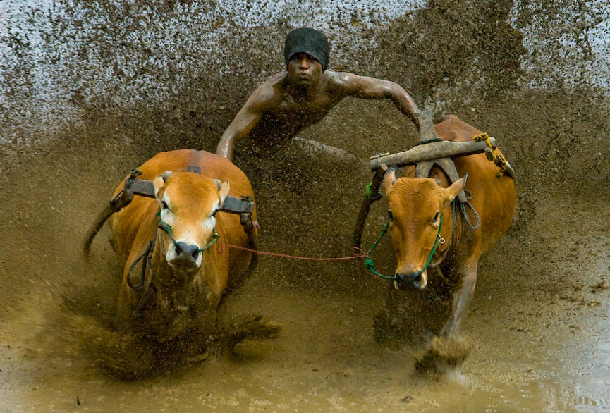 Control de las reses. Muhammad Fadli