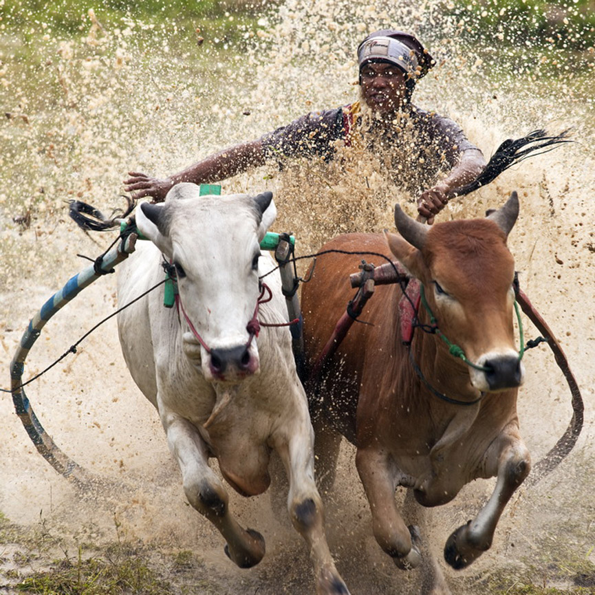El jinete se agarra a las colas como si fueran bridas. Sijanto