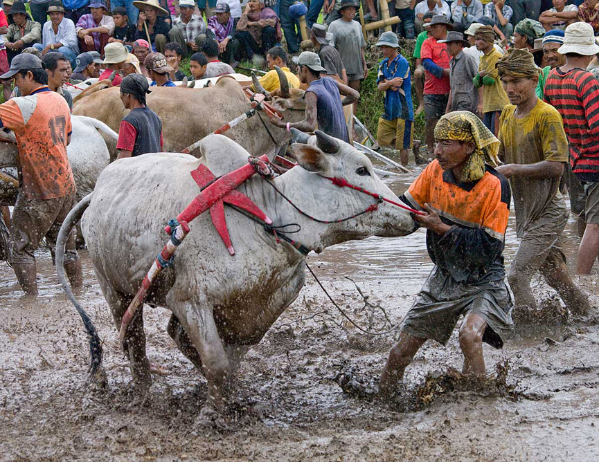 Preparación de los toros para la carrera. Pham Thanh Long