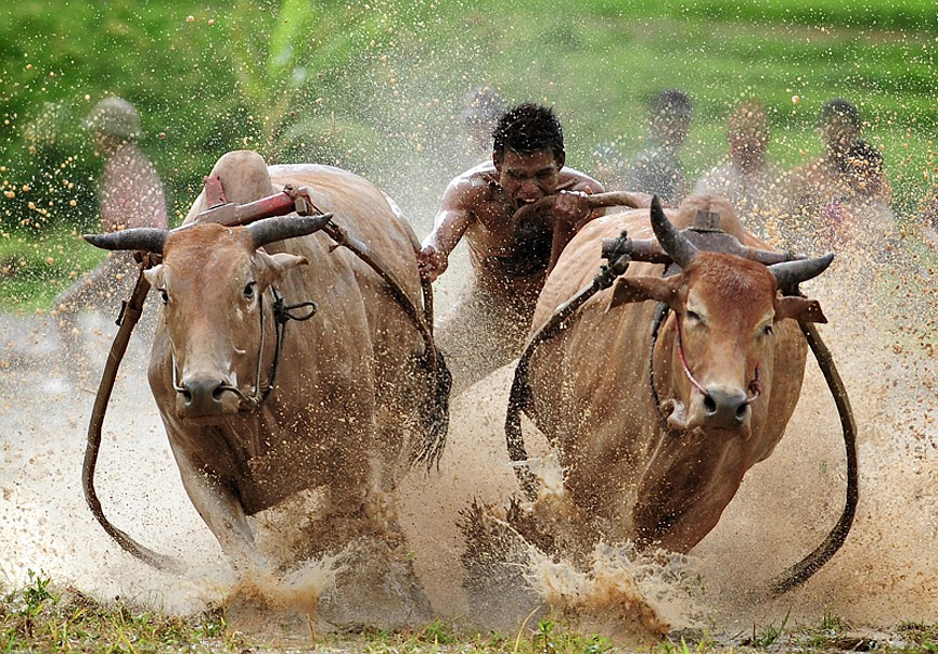 Muerden la cola para espolearlos. Pham Thanh Long