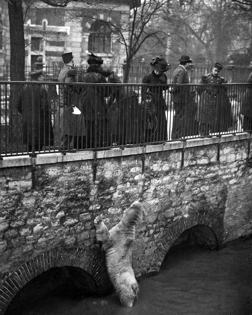 Oso escapado del Zoo. BHVP, Roger Viollet