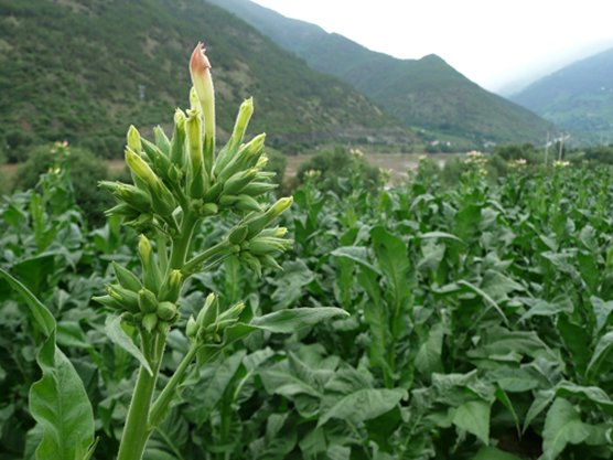 Plantas de tabaco, familia Solanaceae