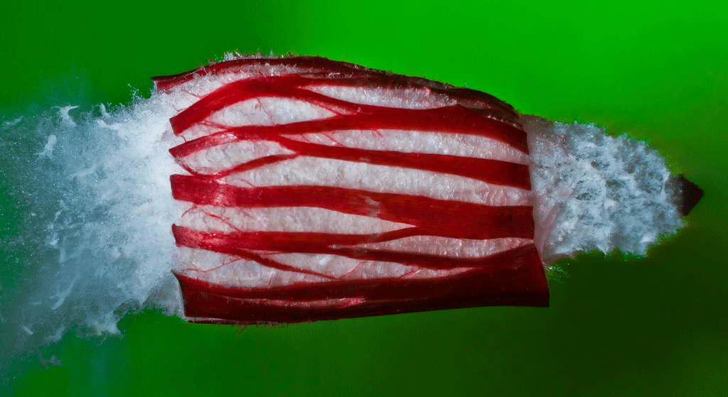 Radial Rhubarb Alan Sailer