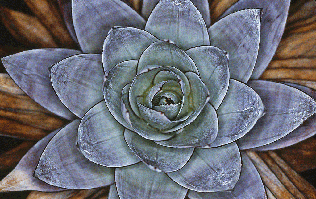 Flor de Orectanthe, especie endémica de la zona. Andrea y Antonella Ferrari