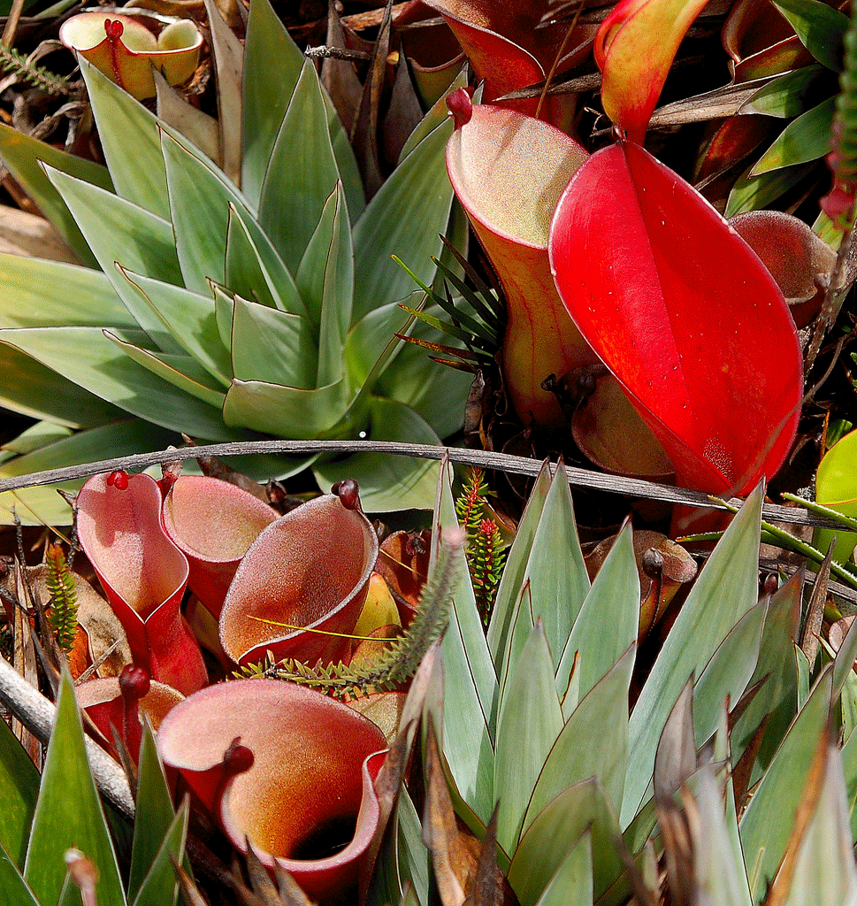 Heliamphora Nutans (Sarraceniaceae). Felix