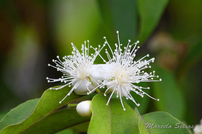 Flores do Serrado. Marcelo Seixas