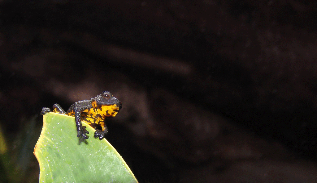 Oreophrynella, ranita endemica de la zona. Roger Manrique