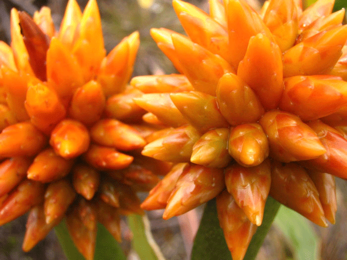 Star Flower. Nicholas Laughlin