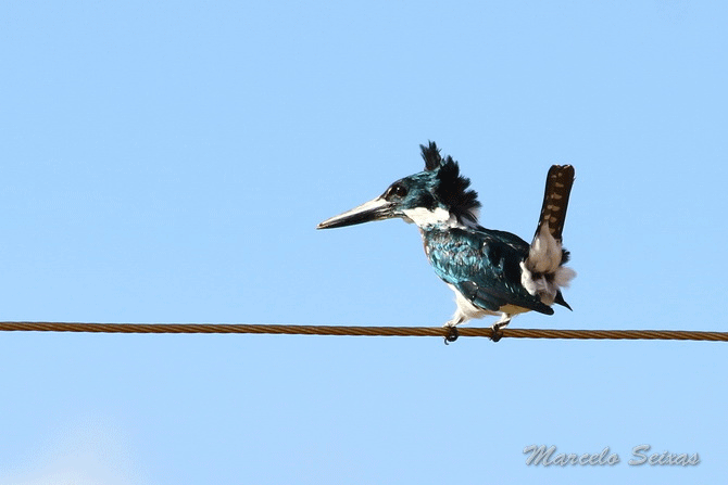 Aves de Roraima. Marcelo Seixas