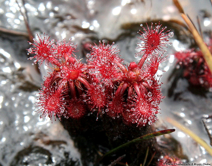 Drosera Roraimae, planta carnivora. Eneko Etxebarrieta y Miyuki Okabe