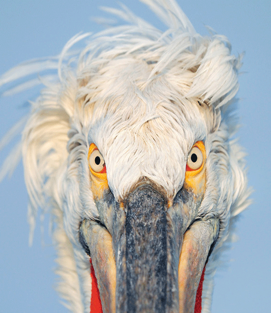 Severe Look Pelícano. Werner Bollmann