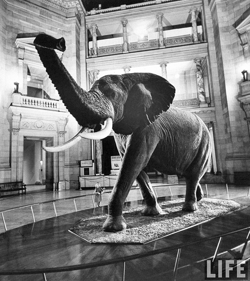 El elefante más grande jamás encontrado, en Angola. 1965. Ralph Crane, Life