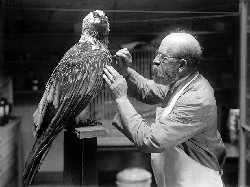 Nelson Wood de la institución Smithsonian, 1916. Harris y Ewing. Librería del Congreso