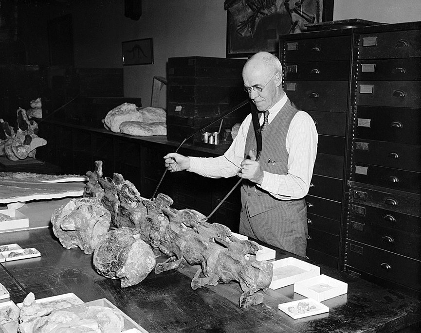Reconstrucción del esqueleto de un dinosaurio en el Smithsonian. Washington, 1938. Harris y Ewing. Librería del Congreso